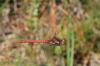 IMG_2340_Sympetrum_striolatum